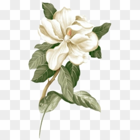 #flower #flowers #png #цветок #цветы #madinn - Magnolia Flower, Transparent Png - green flowers png