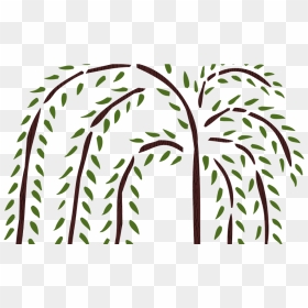 Weeping Drawing Trees - Weeping Willow Drawing, HD Png Download - weeping willow png