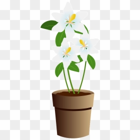 Gardenia Cape Jasmine Clipart - 植木鉢 と 花 イラスト, HD Png Download - gardenia png