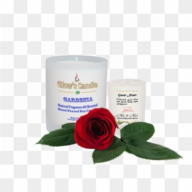 Garden Roses, HD Png Download - gardenia png