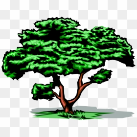 Vector Illustration Of Mature Deciduous Tree With Green, HD Png Download - deciduous tree png