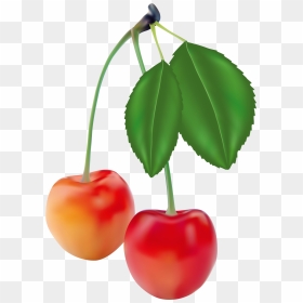 Realism Fruit, HD Png Download - cherry vector png