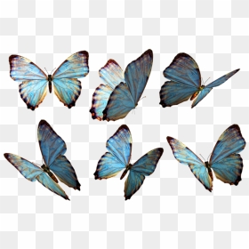 Butterfly Png - Deep Blue But You Painted Me Golden, Transparent Png - green butterfly png