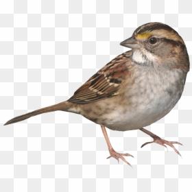 Sparrow Standing Png Image - House Sparrow Png, Transparent Png - sparrow png