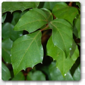 Grape Ivy, HD Png Download - ivy wall png