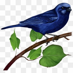 Bird On Branch Png, Transparent Png - pajaros png