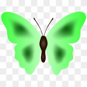 Butterfly In Green Color - Butterflies, HD Png Download - green butterfly png