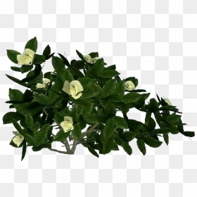 3d Flowers - Gardenia - Acca Software - Flowerpot, HD Png Download - gardenia png