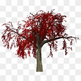 Png Red Leaves Tree, Transparent Png - deciduous tree png