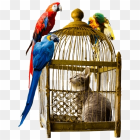 Parrot In Cage Png, Transparent Png - pajaros png