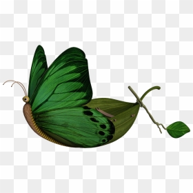 Lycaenid, HD Png Download - green butterfly png