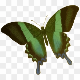 2 Corinthians 5 17 T Shirt, HD Png Download - green butterfly png