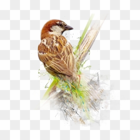 Sparrow Png Image - World Sparrow Day 2020, Transparent Png - sparrow png