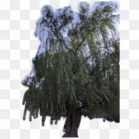 #willow #tree #greenery #midwest #summer #leaves #bark - Pond Pine, HD Png Download - weeping willow png