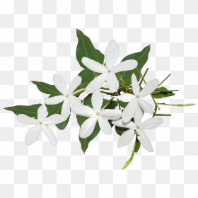 Best Jasmine Flower Png Ideas, Transparent Png - jasmine flower png
