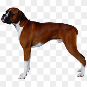 Dog Png - Transparent Background Boxer Dog Png, Png Download - boxer dog png