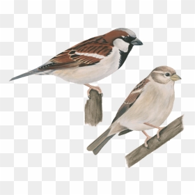 House Sparrow Png Image - Pajaros Comunes En Texas, Transparent Png - sparrow png
