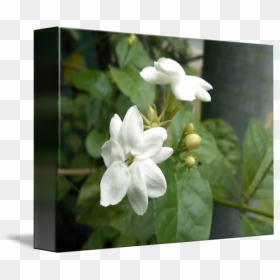 Thumb Image - Flower Tree Jismin, HD Png Download - jasmine flower png