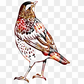 Thrush Cartoon, HD Png Download - bird outline png