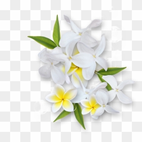 Jasmine Flower Clipart Clipart Stock Ldw Underapalmtree - White Flower Vector Png, Transparent Png - jasmine flower png
