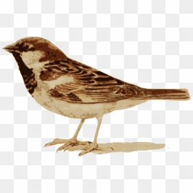 House Sparrow , Png Download - House Sparrow, Transparent Png - sparrow png