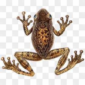 Toad Cuban Tree Frog - Cuban Tree Frog Transparent Background, HD Png Download - tree frog png