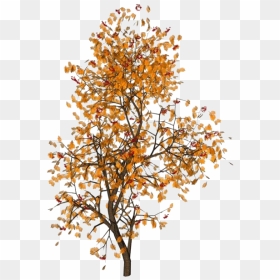 #moodboard #niche #filler #aesthetic #png #polyvorepng - Tree With Gold Leaves, Transparent Png - deciduous tree png