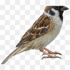 Sparrow Png Transparent Images - Sparrow Bird Without Background, Png Download - sparrow png