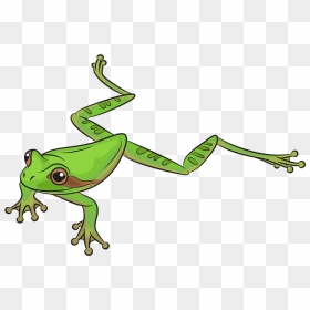 Masked Tree Frog Clipart - Clipart Frogs, HD Png Download - tree frog png