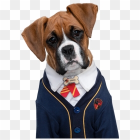 Pup Academy Dogs, HD Png Download - boxer dog png