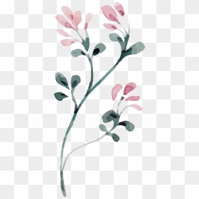Happy 50th Birthday - Smoketree, HD Png Download - 50th birthday png
