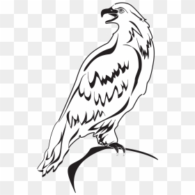 Eagle Whit And Black Clipart, HD Png Download - bird outline png