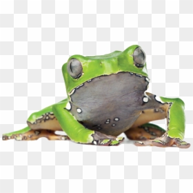 Kambo South Africa - Phyllomedusa Bicolor, HD Png Download - tree frog png