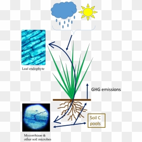 Fungal Endophyte, HD Png Download - cool png effects