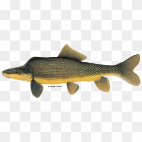 Illustration Of A Razorback Sucker - Razorback Sucker, HD Png Download - sucker png