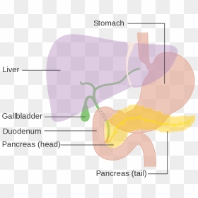 Liver And Gallbladder Diagram Png, Transparent Png - pancreas png
