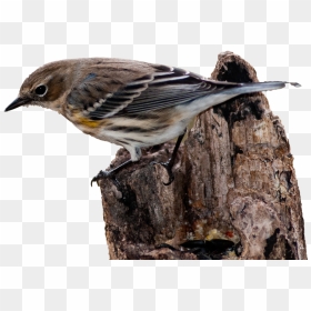 House Sparrow Bird Vertebrate New World Warbler - Myrtle Warbler Transparent Background, HD Png Download - sparrow png