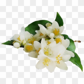 Oil Blossom Tea Jasmine Orange Essential Clipart - Orange Flower Blossom Free, HD Png Download - jasmine flower png