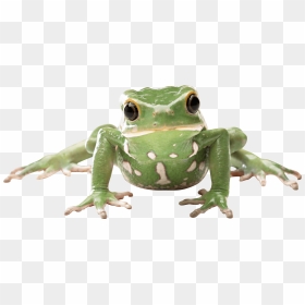 Frog Front - Transparent Background Frog Transparent, HD Png Download - tree frog png