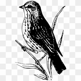 This Free Icons Png Design Of Baird Sparrow , Png Download - Baird Png, Transparent Png - sparrow png