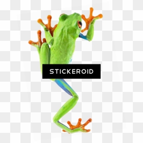 Red Eyed Tree Frog Transparent , Png Download - Red Eyed Tree Frog Climbing, Png Download - tree frog png