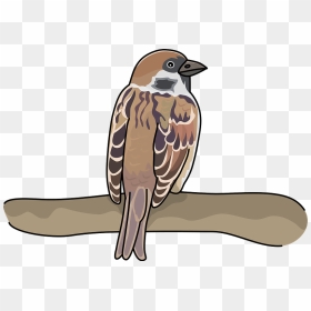 Sparrow Bird Clipart - House Sparrow, HD Png Download - sparrow png