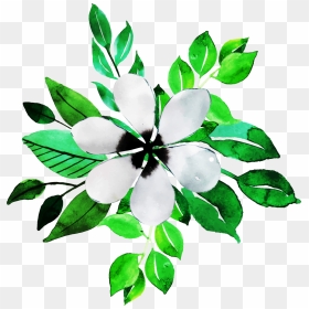 Jasmine, HD Png Download - jasmine flower png