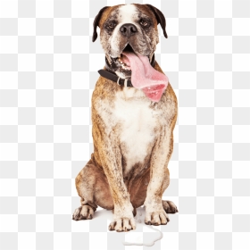 Bulldog, HD Png Download - boxer dog png