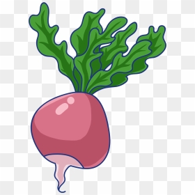 Root Red Radish Green Png And Psd, Transparent Png - radish png