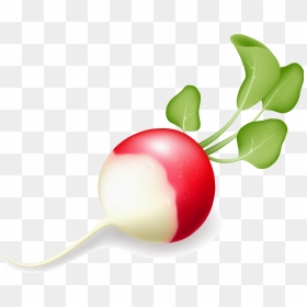 Radish Png Clipart , Png Download - Radishes Clipart, Transparent Png - radish png