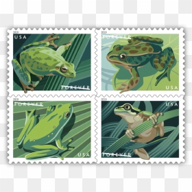 Frog Booklet Hops By July 9 In Boise, Idaho - Frog Stamps, HD Png Download - tree frog png