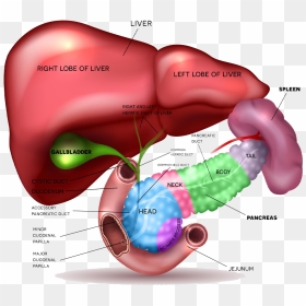 Most Cysts In The Pancreas Are Benign And Can Be Safely - Spleen Pancreas, HD Png Download - pancreas png