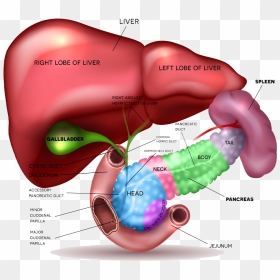 Pancreas - Beef Pancreas Icon Png, Transparent Png - vhv