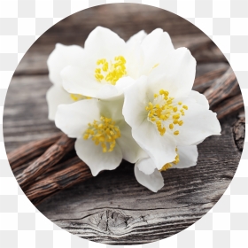 Transparent Jasmine Flower Png - Vanilla & Jasmine, Png Download - jasmine flower png